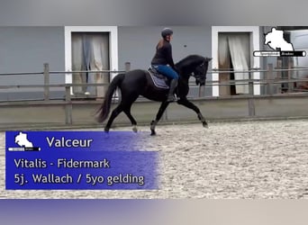 Westfale, Wallach, 5 Jahre, 162 cm, Rappe