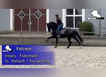 Westfale, Wallach, 5 Jahre, 162 cm, Rappe