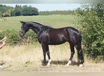 Westfale, Wallach, 5 Jahre, 162 cm, Schwarzbrauner