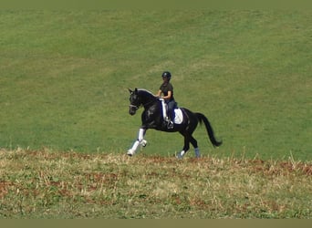 Westfale, Wallach, 5 Jahre, 162 cm, Schwarzbrauner