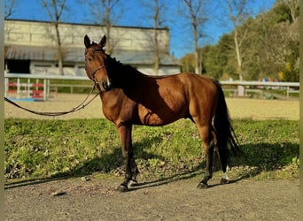 Westfale, Wallach, 5 Jahre, 163 cm, Rotbrauner