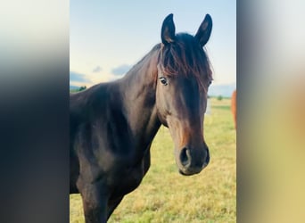 Westfale, Wallach, 5 Jahre, 163 cm, Schwarzbrauner