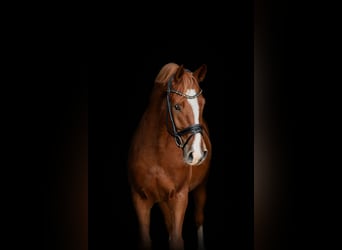 Westfale, Wallach, 5 Jahre, 164 cm, Fuchs
