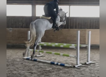 Westfale, Wallach, 5 Jahre, 164 cm, Schimmel