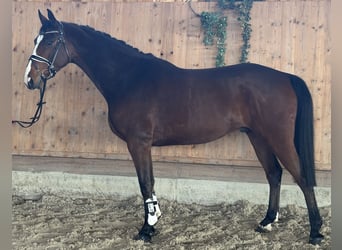 Westfale, Wallach, 5 Jahre, 165 cm, Brauner