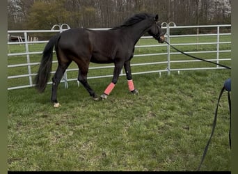 Westfale, Wallach, 5 Jahre, 165 cm, Dunkelbrauner