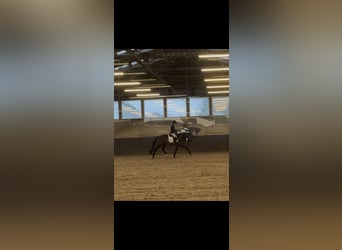 Westfale, Wallach, 5 Jahre, 165 cm, Dunkelbrauner