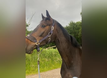 Westfale, Wallach, 5 Jahre, 165 cm, Dunkelbrauner