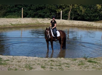 Westfale, Wallach, 5 Jahre, 165 cm, Dunkelfuchs