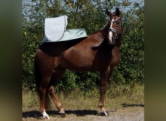 Westfale, Wallach, 5 Jahre, 165 cm, Dunkelfuchs