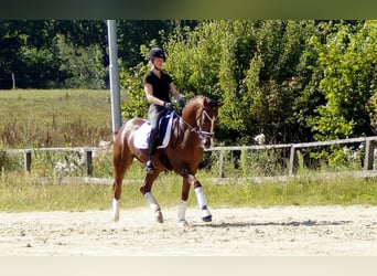 Westfale, Wallach, 5 Jahre, 165 cm, Dunkelfuchs