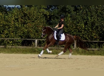Westfale, Wallach, 5 Jahre, 165 cm, Dunkelfuchs