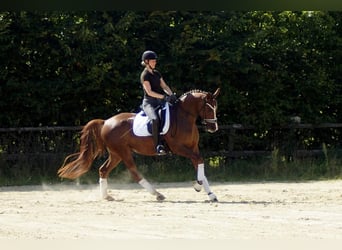 Westfale, Wallach, 5 Jahre, 165 cm, Dunkelfuchs