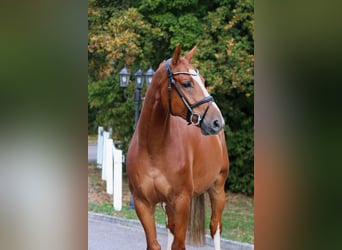 Westfale, Wallach, 5 Jahre, 165 cm, Fuchs