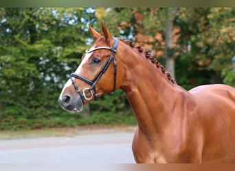 Westfale, Wallach, 5 Jahre, 165 cm, Fuchs