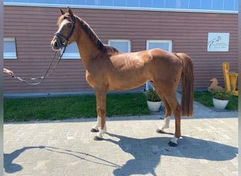 Westfale, Wallach, 5 Jahre, 165 cm, Fuchs