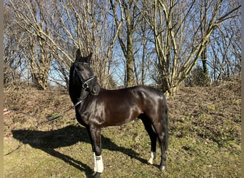 Westfale, Wallach, 5 Jahre, 165 cm, Rappe