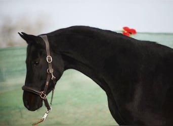 Westfale, Wallach, 5 Jahre, 165 cm, Rappe