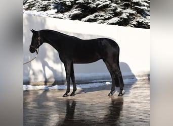 Westfale, Wallach, 5 Jahre, 165 cm, Rappe