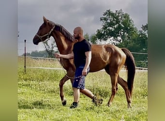 Westfale, Wallach, 5 Jahre, 165 cm, Rotfuchs