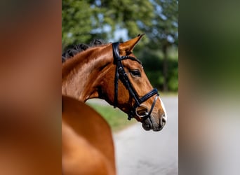 Westfale, Wallach, 5 Jahre, 166 cm, Brauner