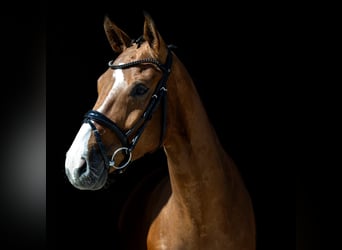 Westfale, Wallach, 5 Jahre, 166 cm, Brauner