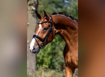 Westfale, Wallach, 5 Jahre, 166 cm, Brauner
