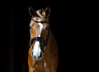 Westfale, Wallach, 5 Jahre, 166 cm, Brauner