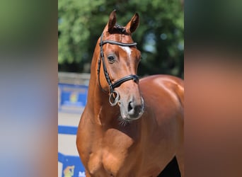 Westfale, Wallach, 5 Jahre, 166 cm, Brauner