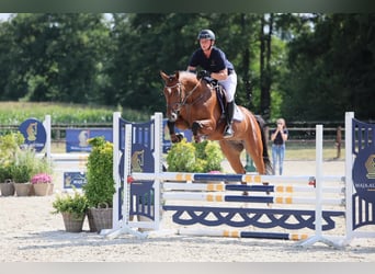 Westfale, Wallach, 5 Jahre, 166 cm, Brauner
