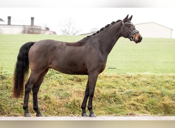 Westfale, Wallach, 5 Jahre, 166 cm, Dunkelbrauner