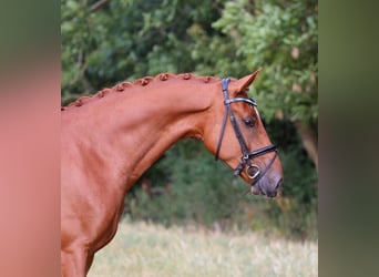 Westfale, Wallach, 5 Jahre, 166 cm, Fuchs