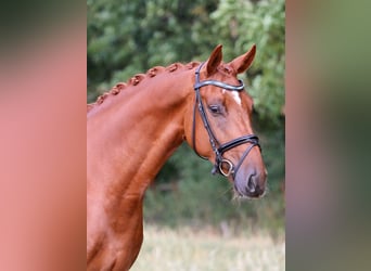Westfale, Wallach, 5 Jahre, 166 cm, Fuchs