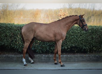 Westfale, Wallach, 5 Jahre, 166 cm, Fuchs