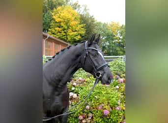 Westfale, Wallach, 5 Jahre, 166 cm, Rappe