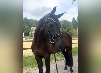 Westfale, Wallach, 5 Jahre, 166 cm, Rappe