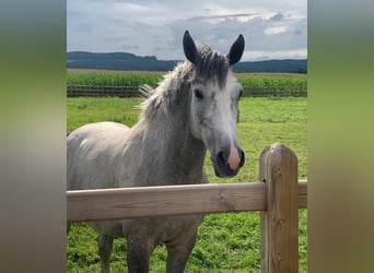 Westfale, Wallach, 5 Jahre, 166 cm, Schimmel