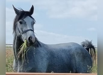 Westfale, Wallach, 5 Jahre, 166 cm, Schimmel