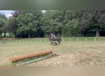 Westfale, Wallach, 5 Jahre, 167 cm, Brauner