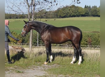 Westfale, Wallach, 5 Jahre, 167 cm, Dunkelbrauner