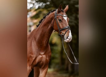 Westfale, Wallach, 5 Jahre, 167 cm, Dunkelbrauner