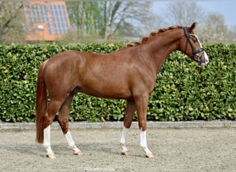 Westfale, Wallach, 5 Jahre, 167 cm, Dunkelfuchs