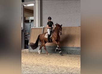 Westfale, Wallach, 5 Jahre, 167 cm, Dunkelfuchs