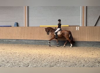 Westfale, Wallach, 5 Jahre, 167 cm, Dunkelfuchs