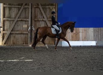 Westfale, Wallach, 5 Jahre, 167 cm, Dunkelfuchs