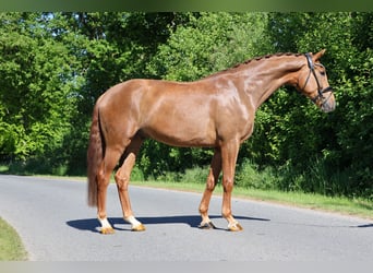 Westfale, Wallach, 5 Jahre, 167 cm, Fuchs