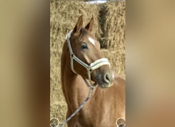 Westfale, Wallach, 5 Jahre, 167 cm, Fuchs