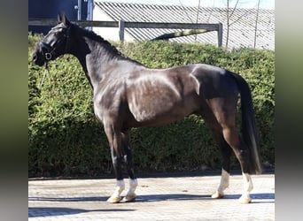 Westfale, Wallach, 5 Jahre, 167 cm, Rappe