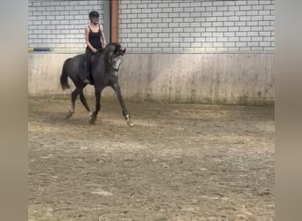 Westfale, Wallach, 5 Jahre, 167 cm, Schimmel