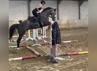 Westfale, Wallach, 5 Jahre, 167 cm, Schimmel